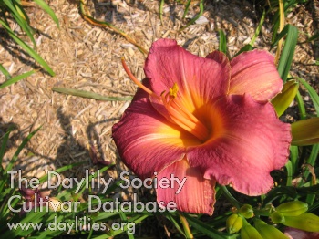 Daylily Little Tyke